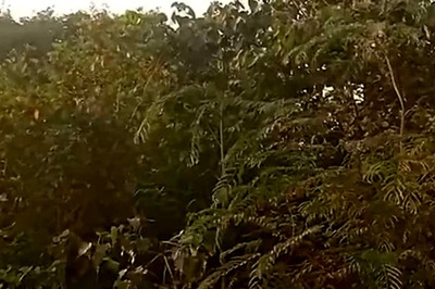 Mangaluru's Miyawaki Forest Project To Grow 2000 Trees Is A Huge Success, Here's How