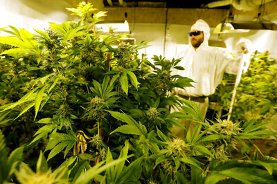 High Tea? Beer Baron Brewing Cannabis-Infused, Non-alcoholic Drinks for Canadian Market