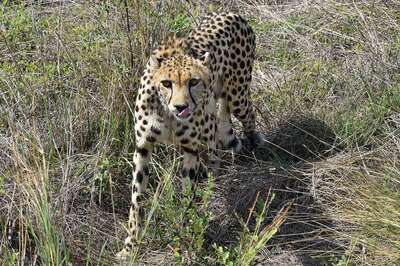 4 Adult Cheetahs Brought to India from Africa Have Died Due to Septicemia: Bhupender Yadav