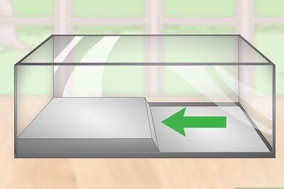 How to Care for a Striped Marsh Frog