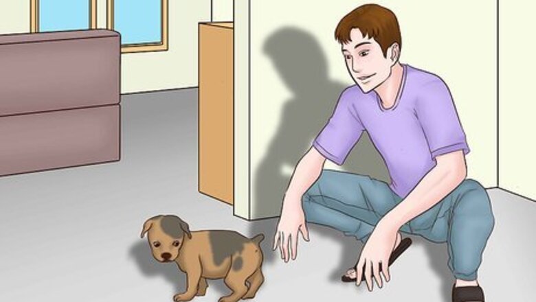 How to Know if Your New Puppy Is Comfortable