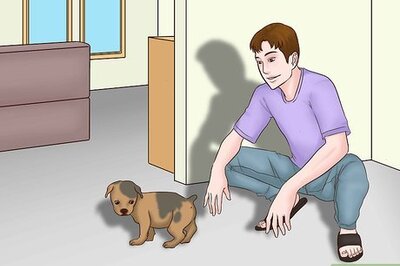 How to Know if Your New Puppy Is Comfortable