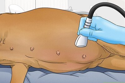 How to Know when a Dog Is Done Giving Birth