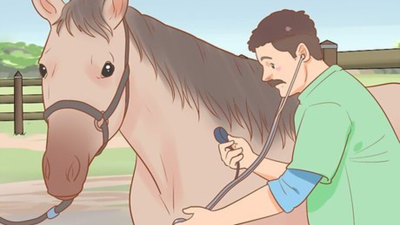 How to Condition Your Horse for Endurance Riding