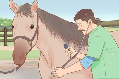How to Condition Your Horse for Endurance Riding