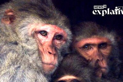 Why the Hell Do Flights See Such Unruly Behaviour? A Social Experiment With Baboons Might Explain