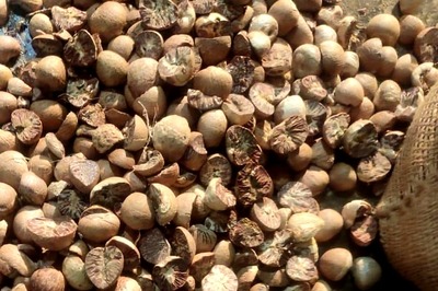 Mumbai: Areca Nut Smuggling Bid Intercepted, Cargo ‘Misdeclared’ as 14 Containers of ‘Calcium Nitrate’