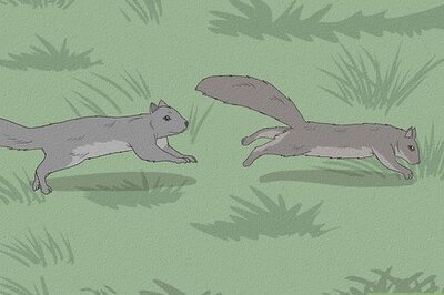 Why Do Squirrels Always Chase Each Other?