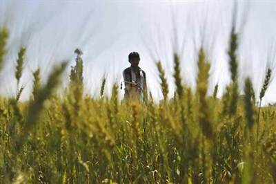 Government procures 72 lakh MT of wheat from 10 lakh farmers