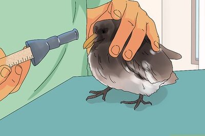 How to Care for a Fledgling Pigeon