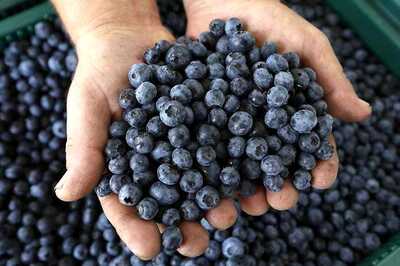 Do You Know Blueberries Can Improve Vision And Memory?