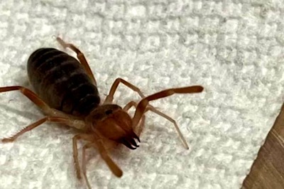 Man Shocked To Spot Scorpion-eating Solifugae Spider At Home