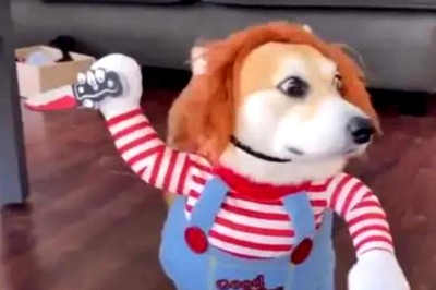 Watch: This Little Dog In Funny Costume Is All We Need To Start Our Day