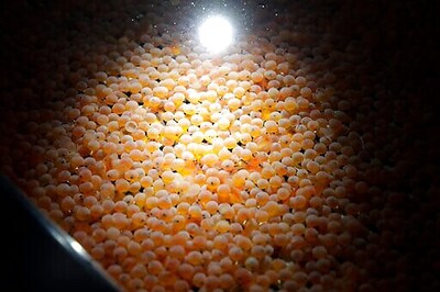 Genetically Modified Salmon Head To US Dinner Plates