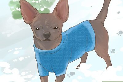How to Dress a Dog for Snow