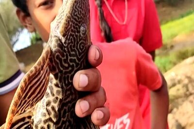 In Tamil Nadu, Fish Species Found In South America Spotted In Thamirabarani River