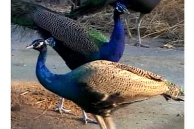 Kerala: Peacock feathers worth Rs 7.39 lakh seized from passenger