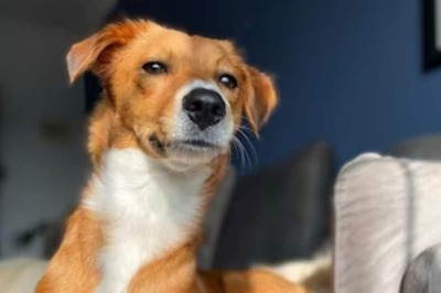 Causes To Symptoms, All You Need To Know About Breast Cancer In Dogs