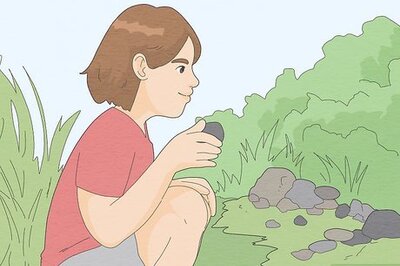 How to Care for Your Pet Rock