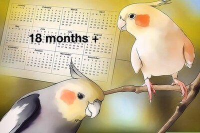 How to Breed Cockatiels
