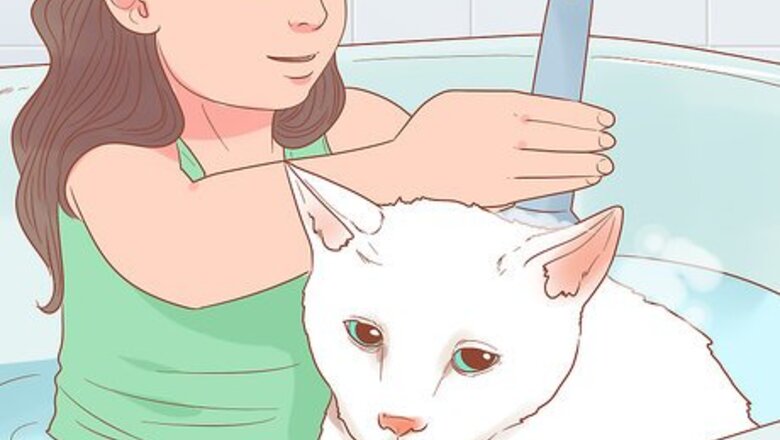 How to Find a Friendly Kitty