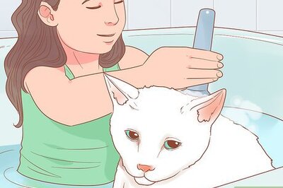 How to Find a Friendly Kitty