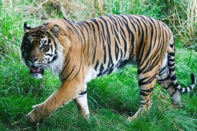 4-year-old Tiger Found Dead in Madhya Pradesh's Kanha Reserve