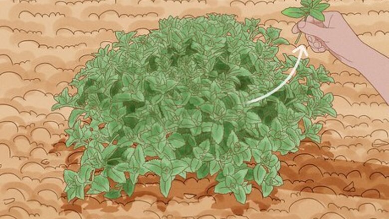 How to Grow Catmint from Cuttings