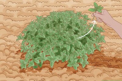 How to Grow Catmint from Cuttings