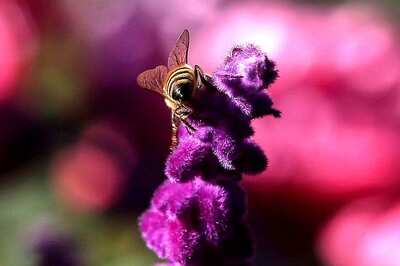 Rashtrapati Nilayam Gardens Open for Public