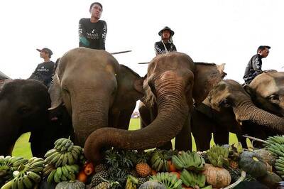 India's First Hospital for Elephants Opens in Mathura