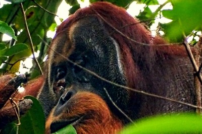 In A First, An Orangutan Spotted Treating Its Wound With Medicinal Plant