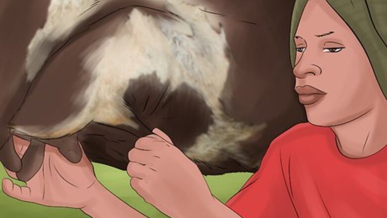 How to Breed Dairy Cattle