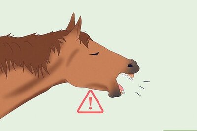 How to Help a Horse With Choke