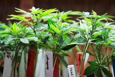 More Teens are Choosing To Try Marijuana Before Cigarettes or Alcohol Finds New Research