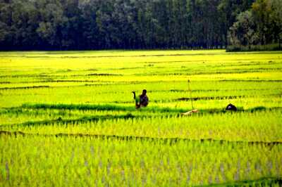 Maharashtra Cabinet Approves Additional Incentive for Paddy Farmers