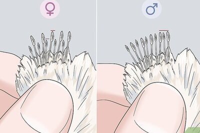 How to Determine the Sex of a Chicken