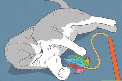 How to Play With Cats