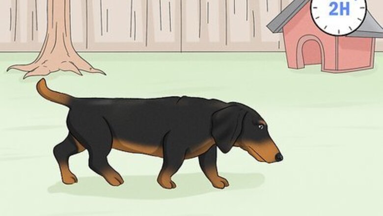 How to Potty Train a Dachshund