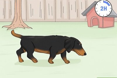 How to Potty Train a Dachshund
