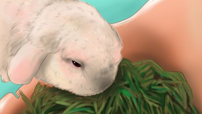 How to Raise a Healthy Bunny