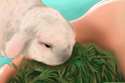 How to Raise a Healthy Bunny
