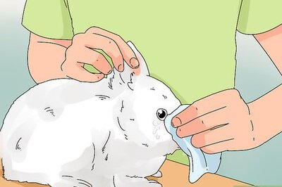 How to Tell if Your Rabbit Has Weepy Eye