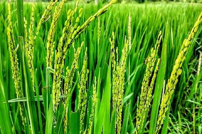 Chingam 1 WhatsApp Messages, SMS, Quotes to Share With Your Friends