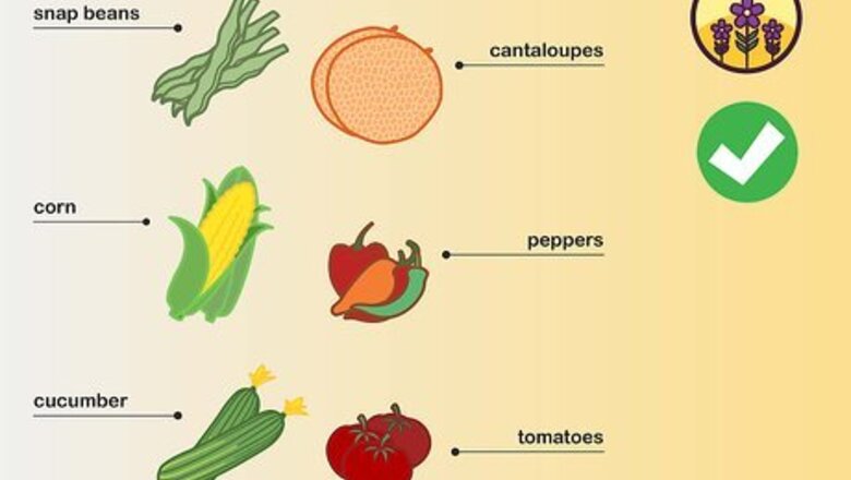 How to Choose Vegetables to Grow