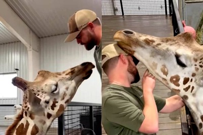 This Video Of A Giraffe Bonding With Vet Is Winning A Million Hearts Online