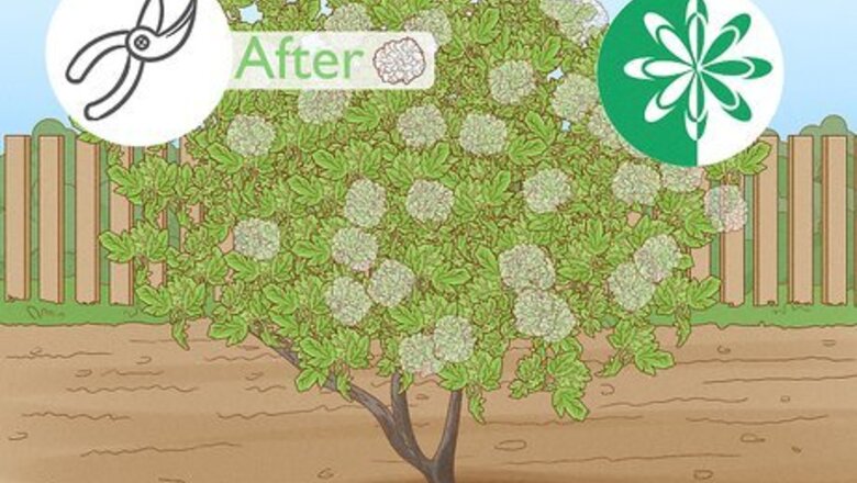 How to Prune a Snowball Bush