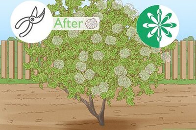 How to Prune a Snowball Bush