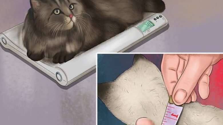How to Choose a Heated Cat Bed or Pad