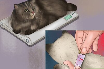 How to Choose a Heated Cat Bed or Pad